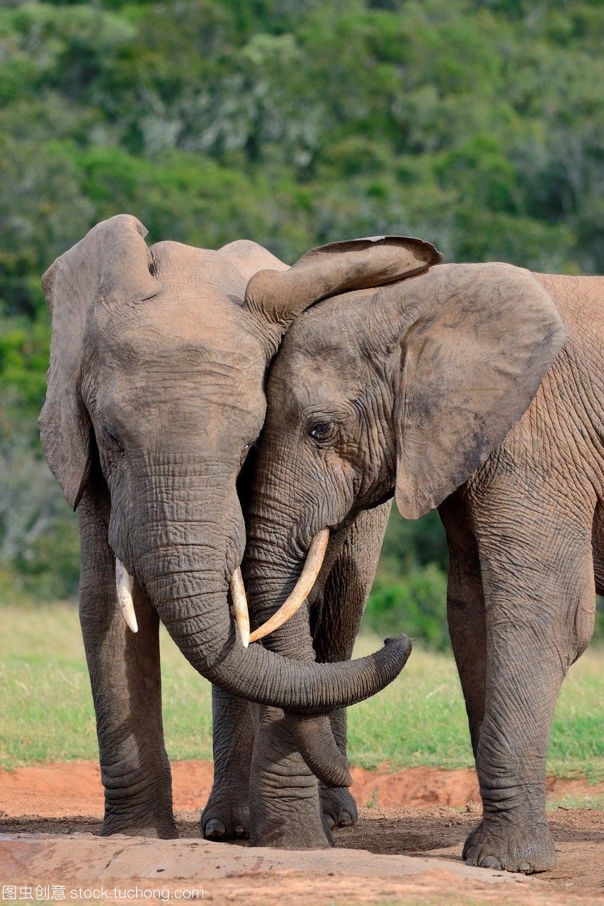 象谷云溪 阿多大象国家公园的水坑记忆