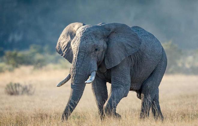 隐藏的王者 非洲公象的战斗力有多恐怖？为何连狮子都甘拜下风？