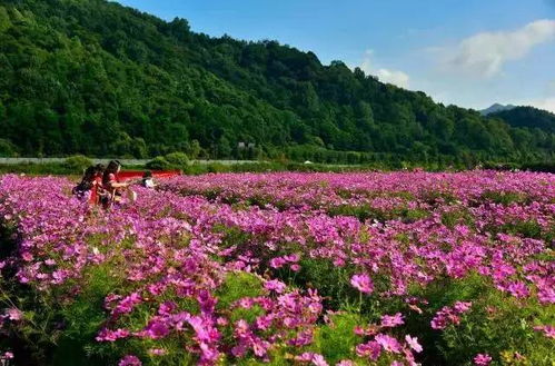 周末走起！西安周边新晋绝美花海——象谷云溪，人少景美还免费